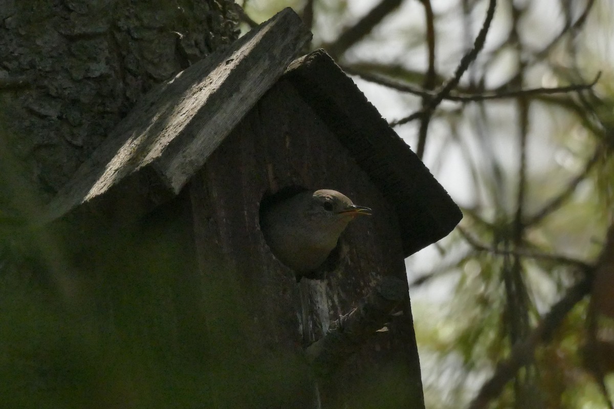 House Wren - ML451958641