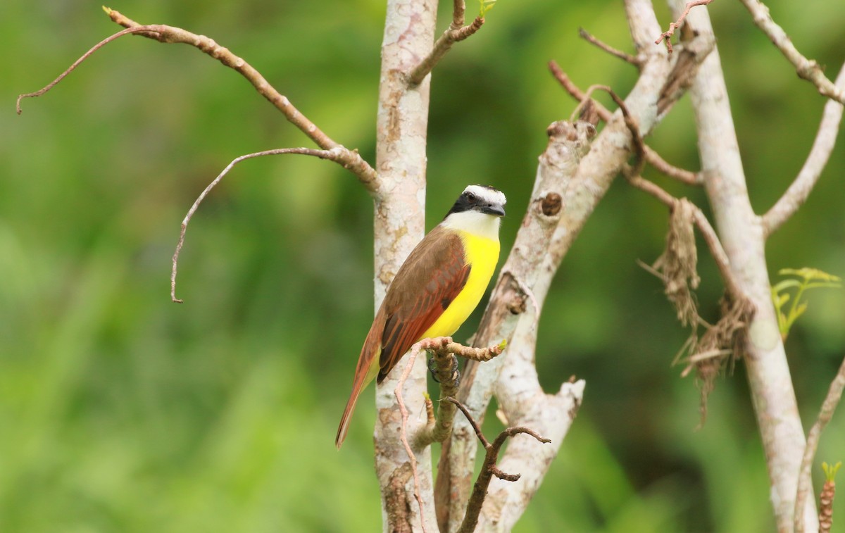 Great Kiskadee - ML451959201