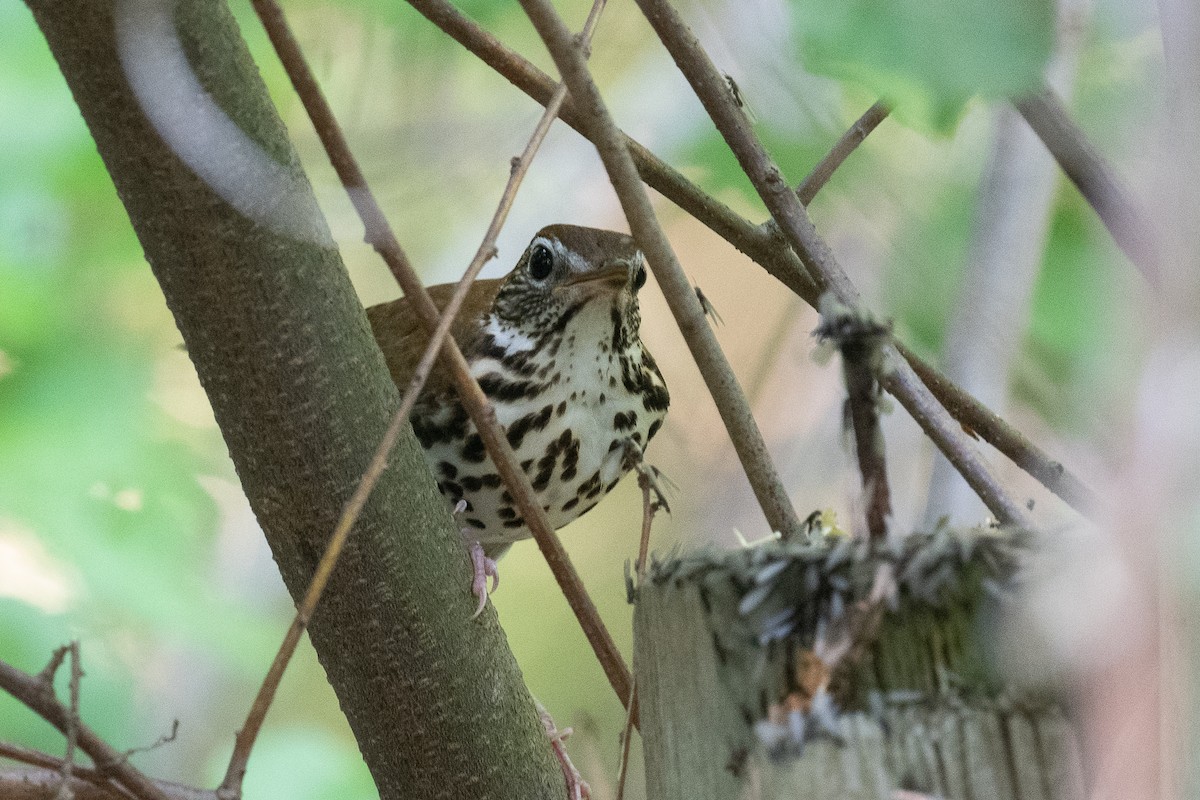 Wood Thrush - ML451959371