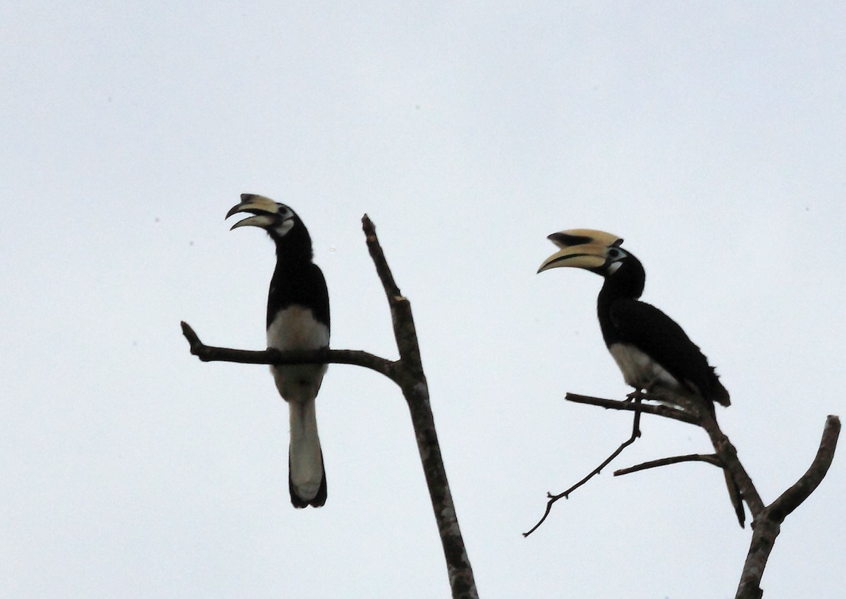 Oriental Pied-Hornbill - Nigel Voaden