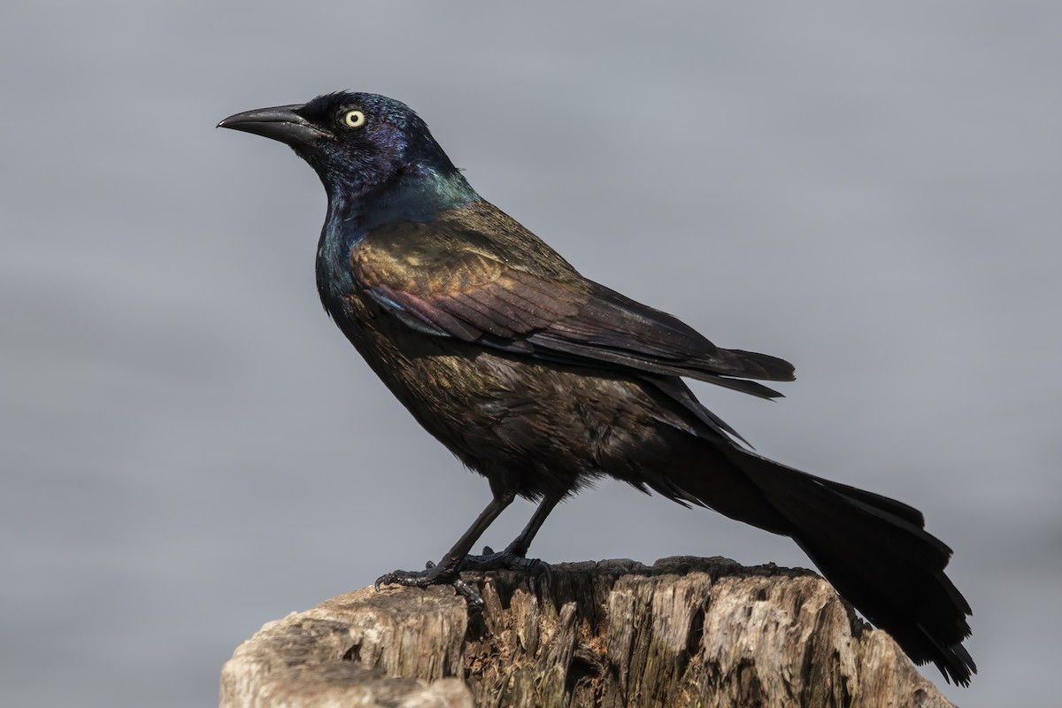 Common Grackle - ML451959631