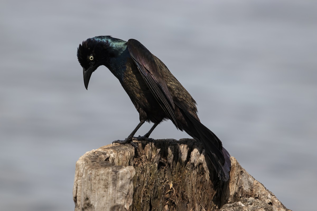Common Grackle - ML451959701