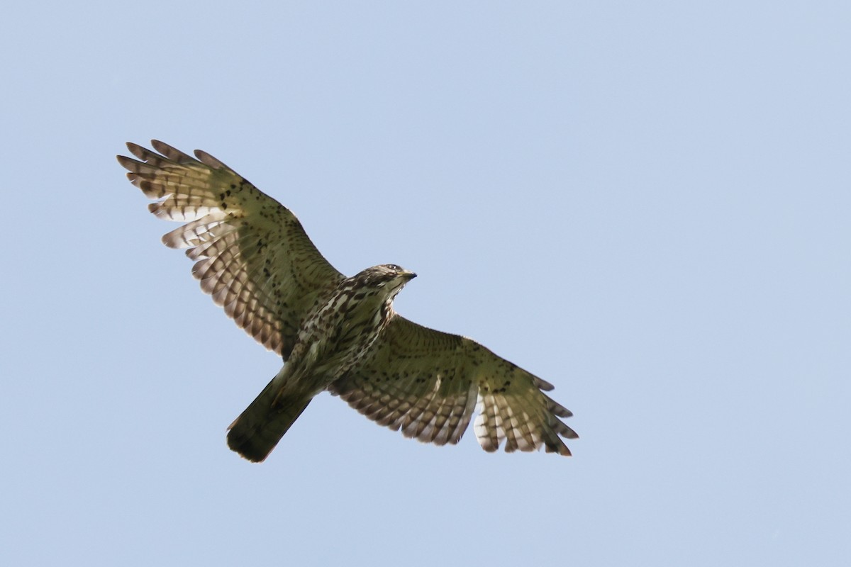 Broad-winged Hawk - Tim Lenz