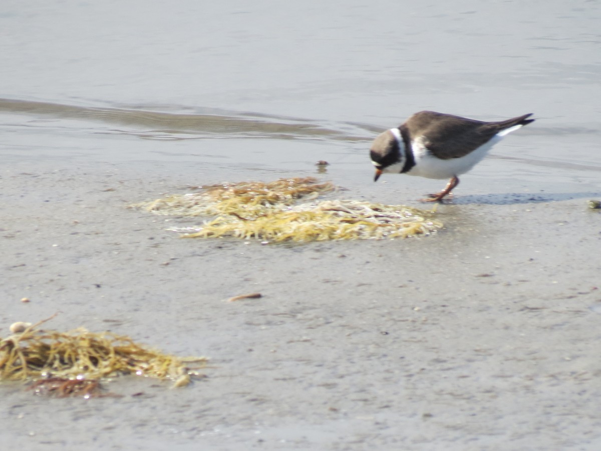 חופמי אמריקני - ML451961771
