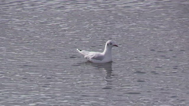 Brown-hooded Gull - ML451962171