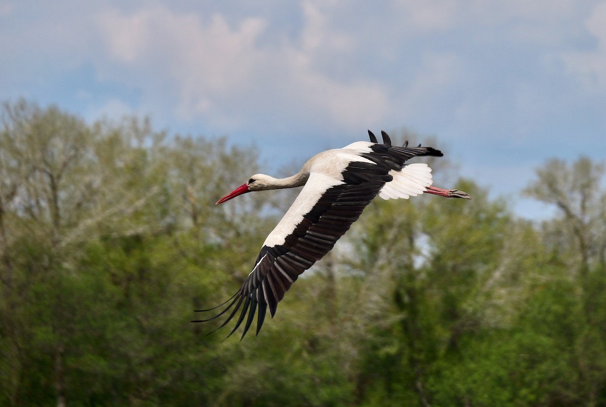 White Stork - Greg Baker