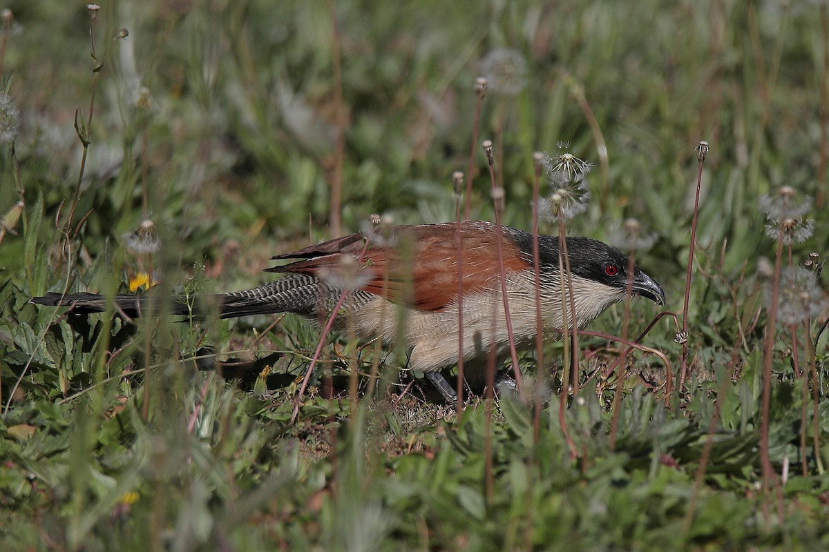 White-browed Coucal - ML451962931