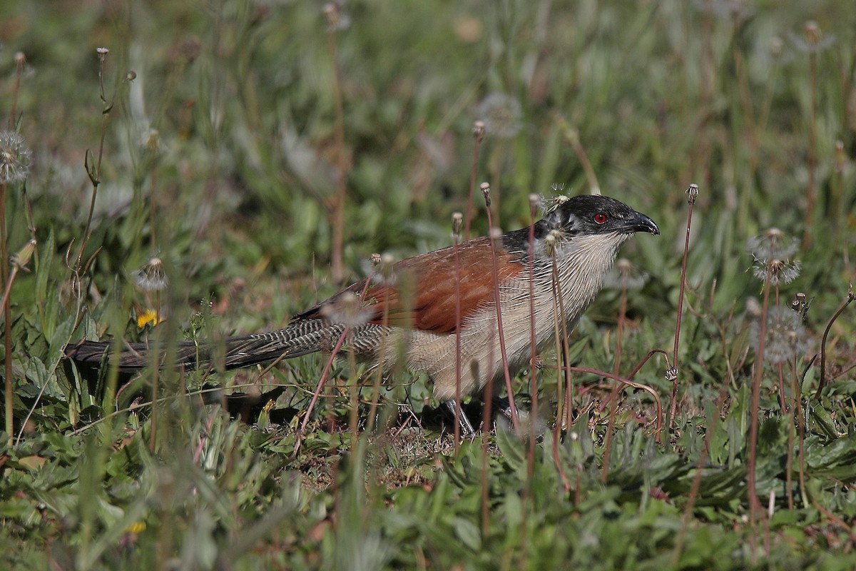 White-browed Coucal - ML451962981