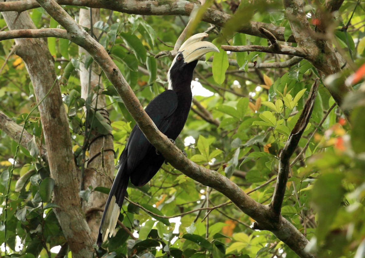 Black Hornbill - ML45196301