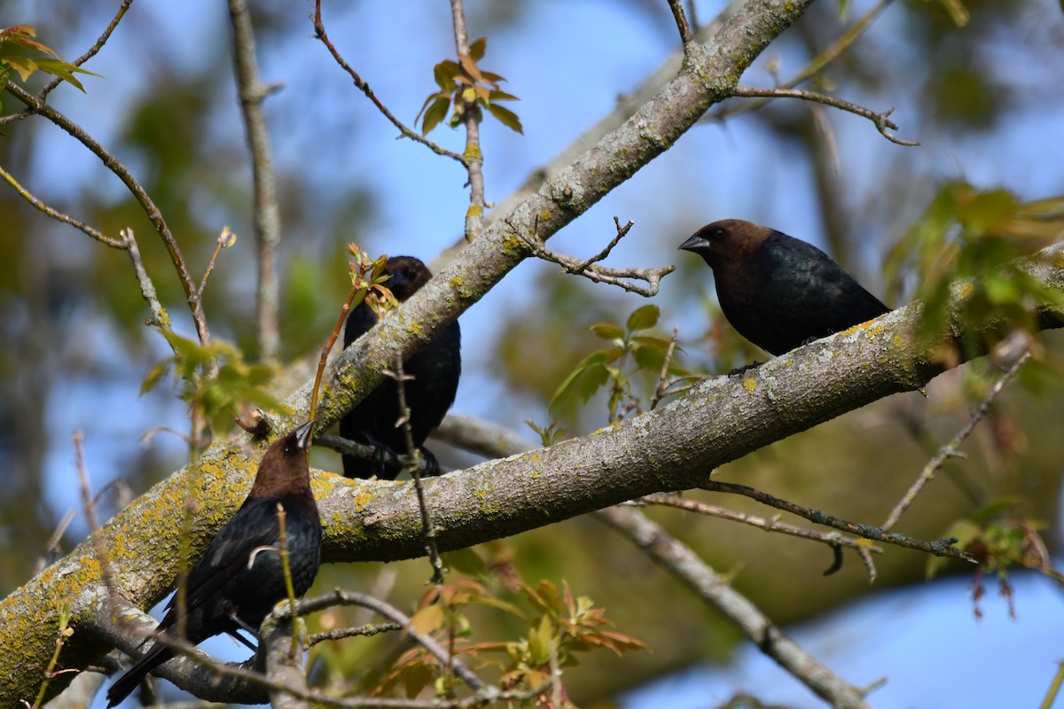 Brown-headed Cowbird - ML451963111