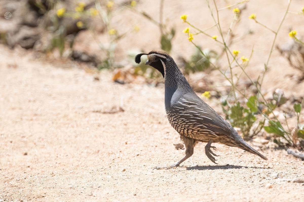 California Quail - ML451963281