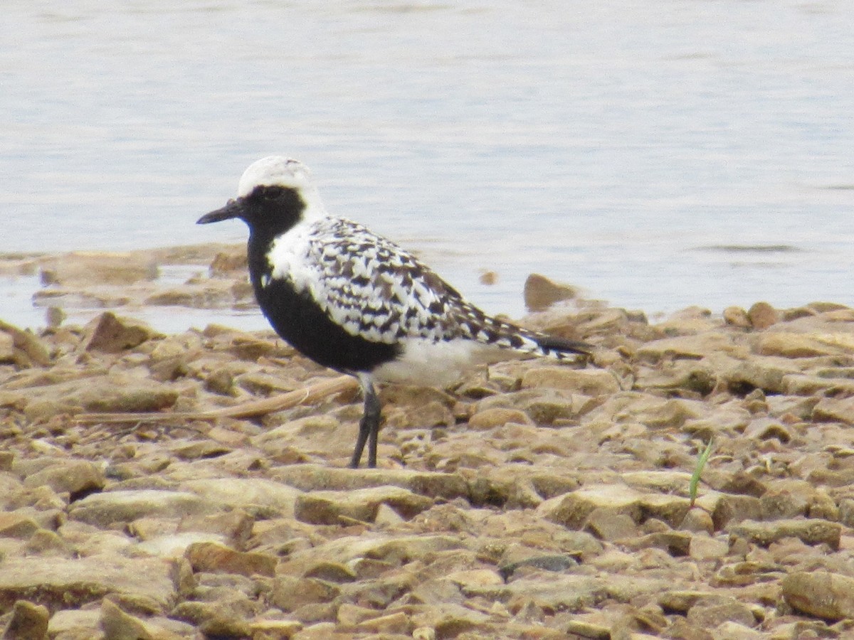 Black-bellied Plover - Andrew Wolfgang