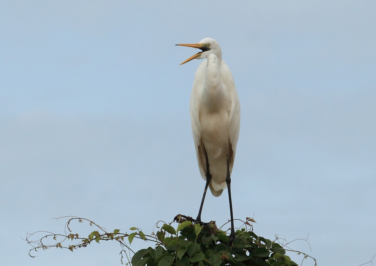 Great Egret (modesta) - Nigel Voaden