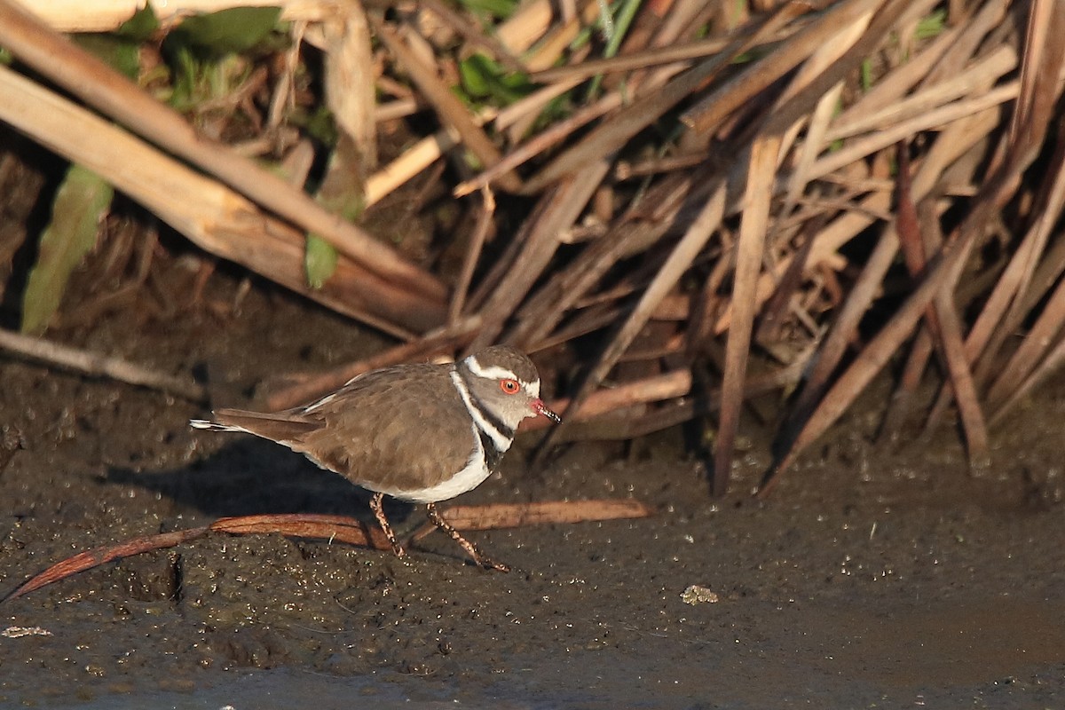 Three-banded Plover - ML451963841