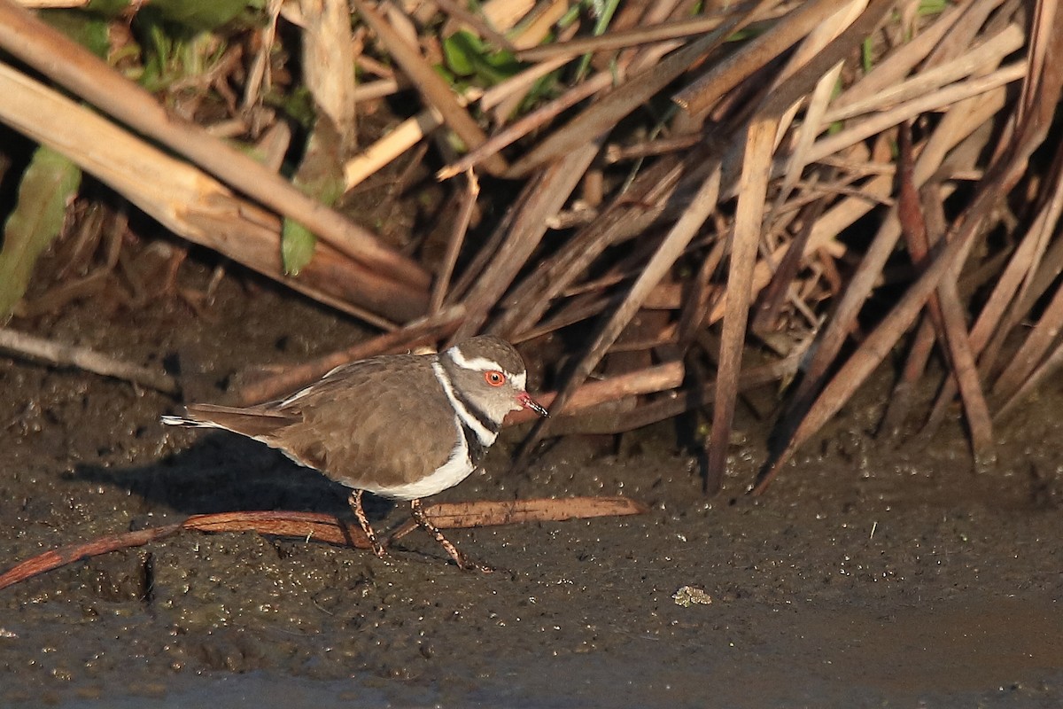 Three-banded Plover - ML451963881