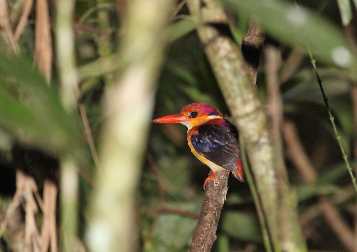 Rufous-backed Dwarf-Kingfisher - Nigel Voaden