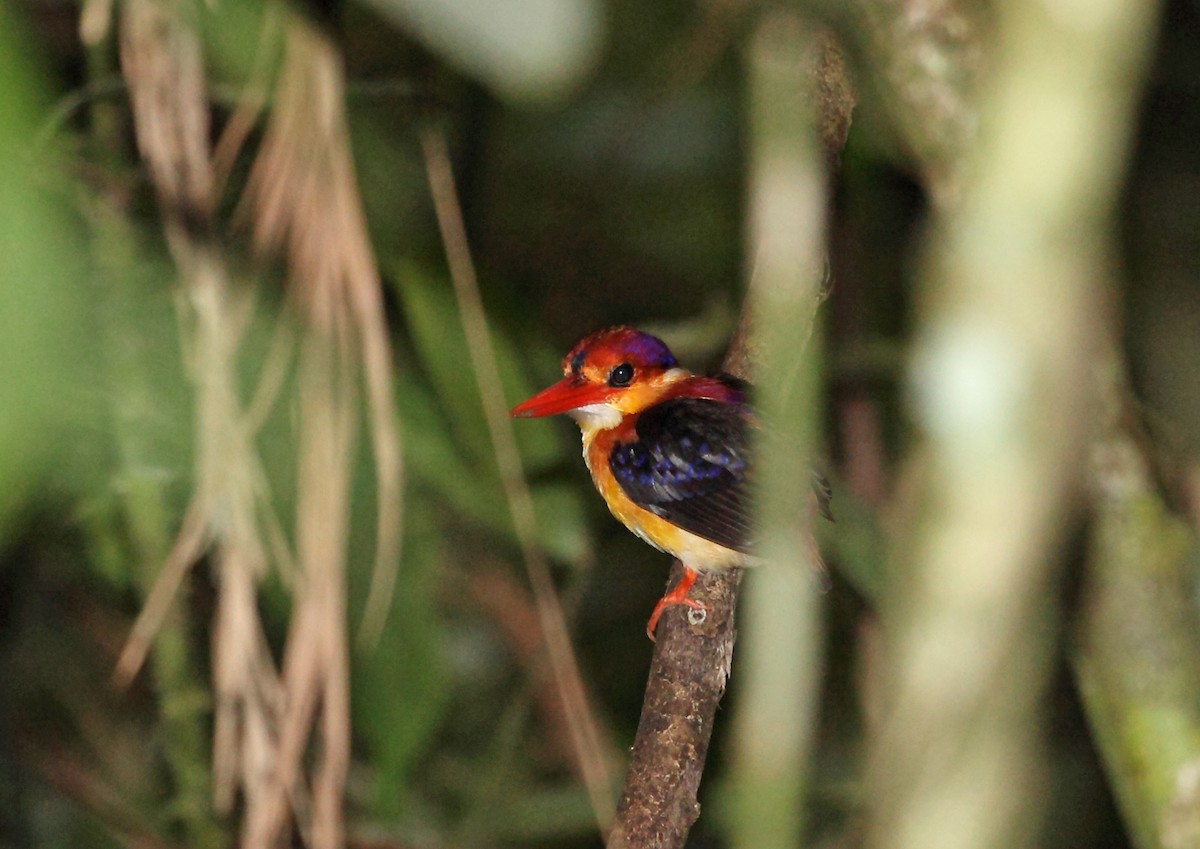 Rufous-backed Dwarf-Kingfisher - ML45196511