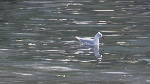 Brown-hooded Gull - ML451965131
