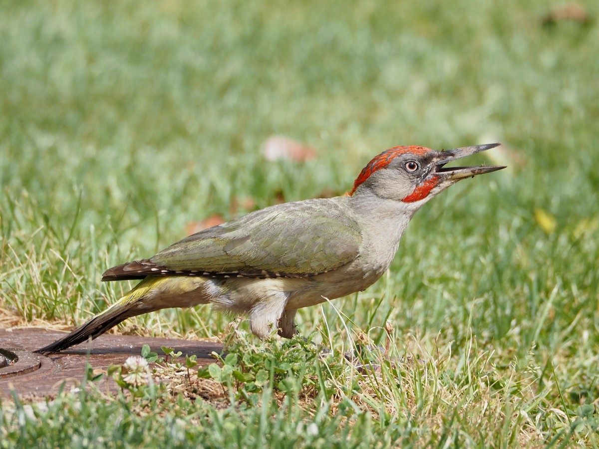 Iberian Green Woodpecker - David Valentin