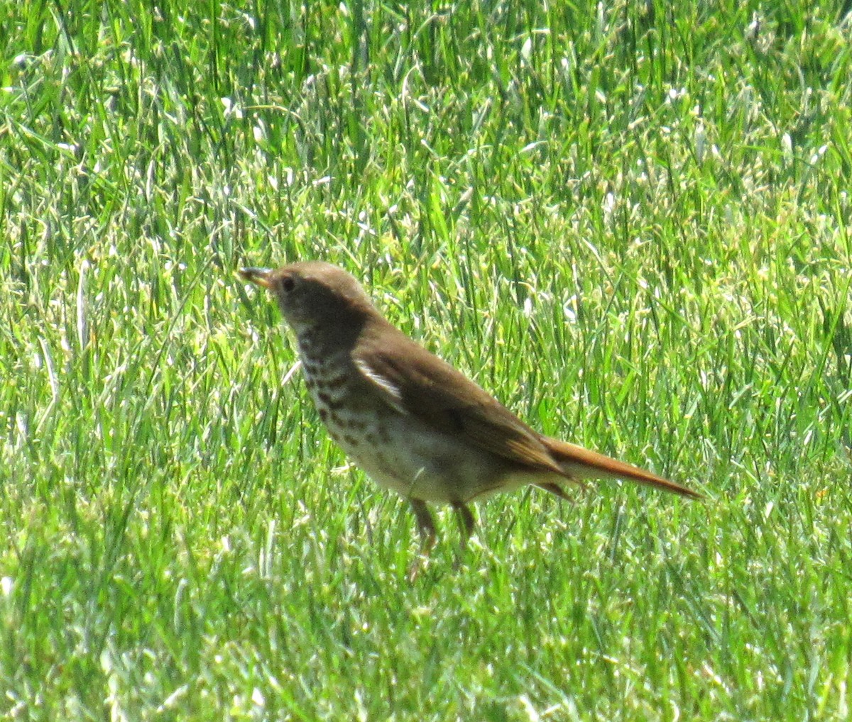 Hermit Thrush - Lala A