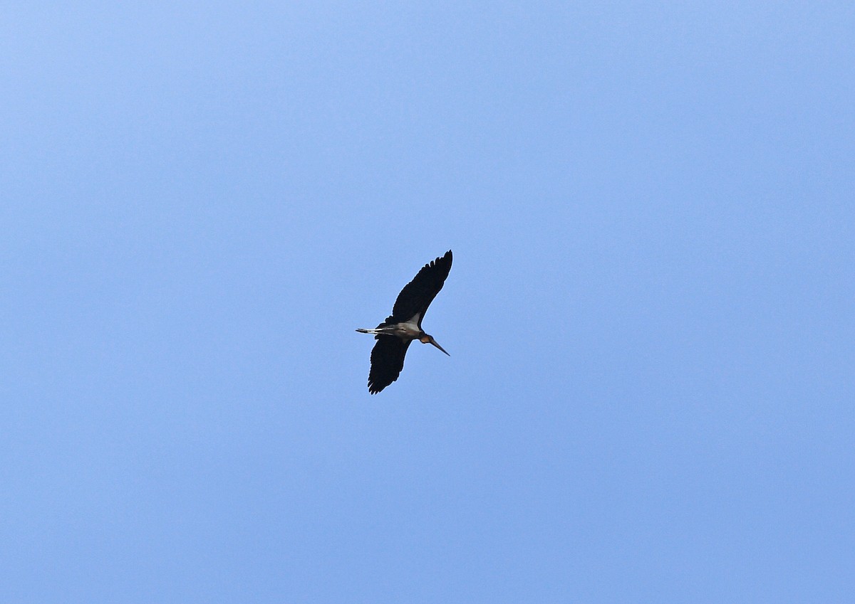 Lesser Adjutant - Nigel Voaden