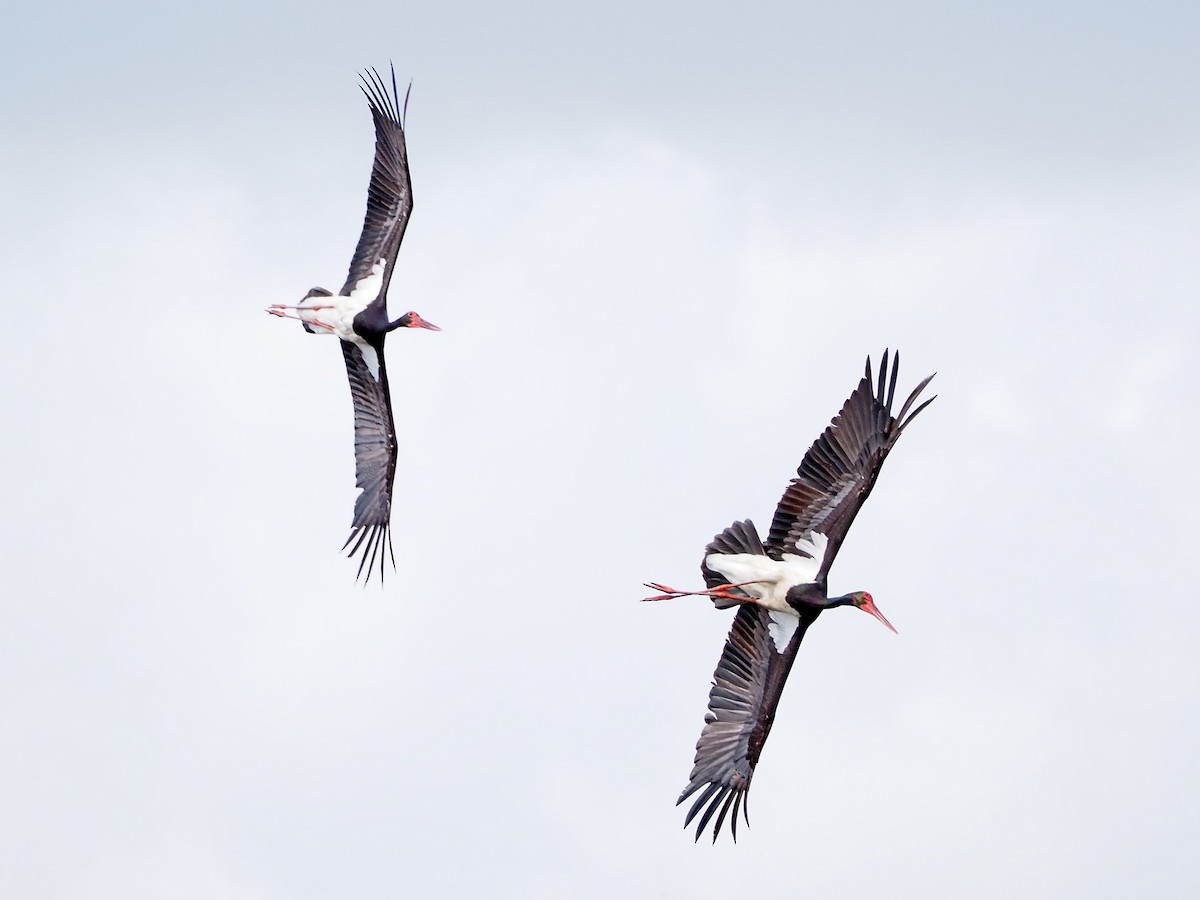 Black Stork - David Valentin