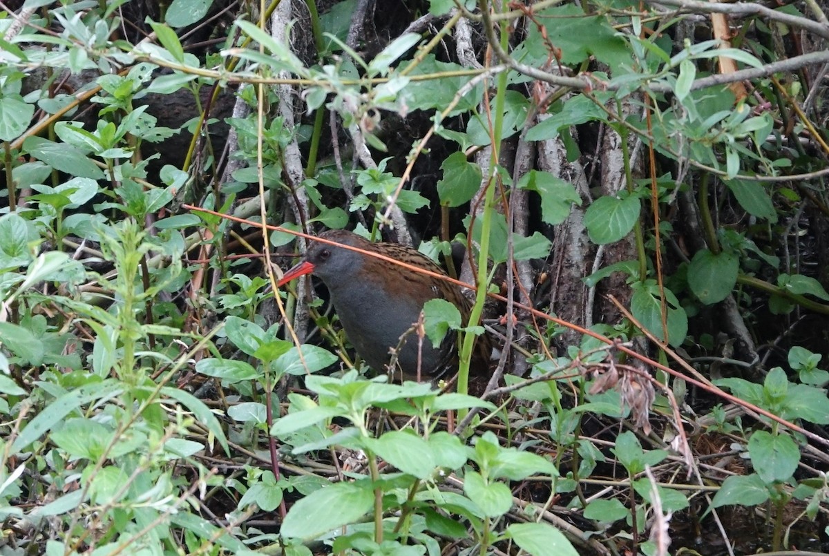 Water Rail - ML451967881