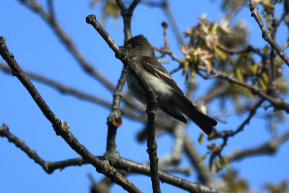 Eastern Wood-Pewee - ML451968391