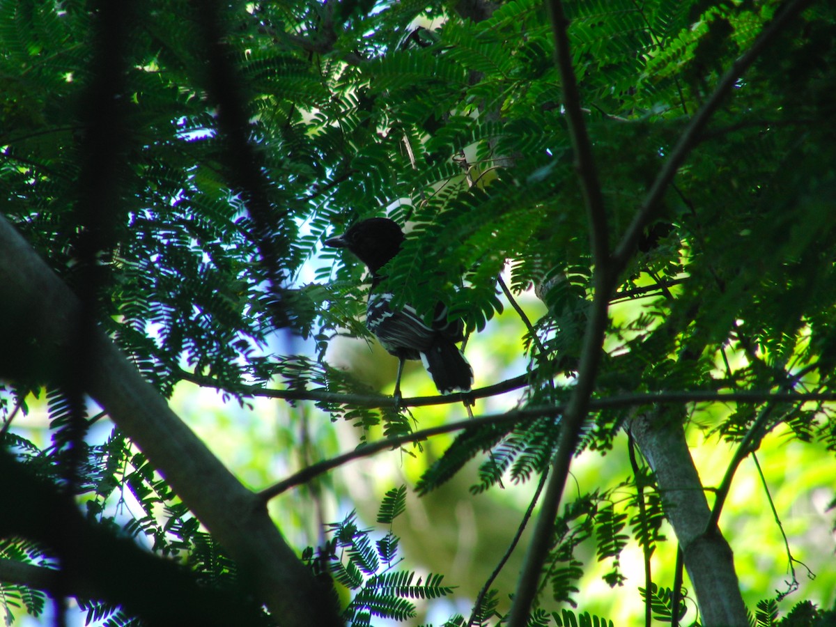 Black-backed Antshrike - ML45196871