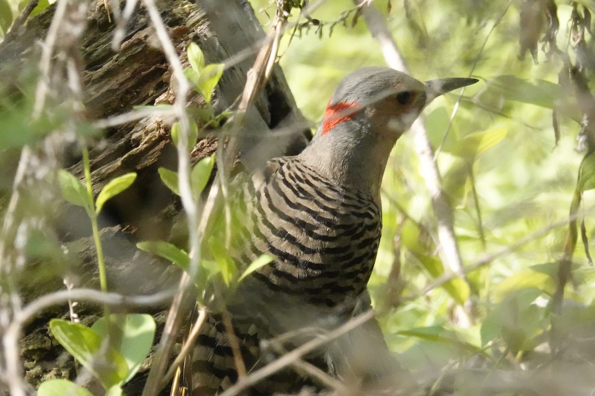 Northern Flicker (Yellow-shafted) - ML451969811