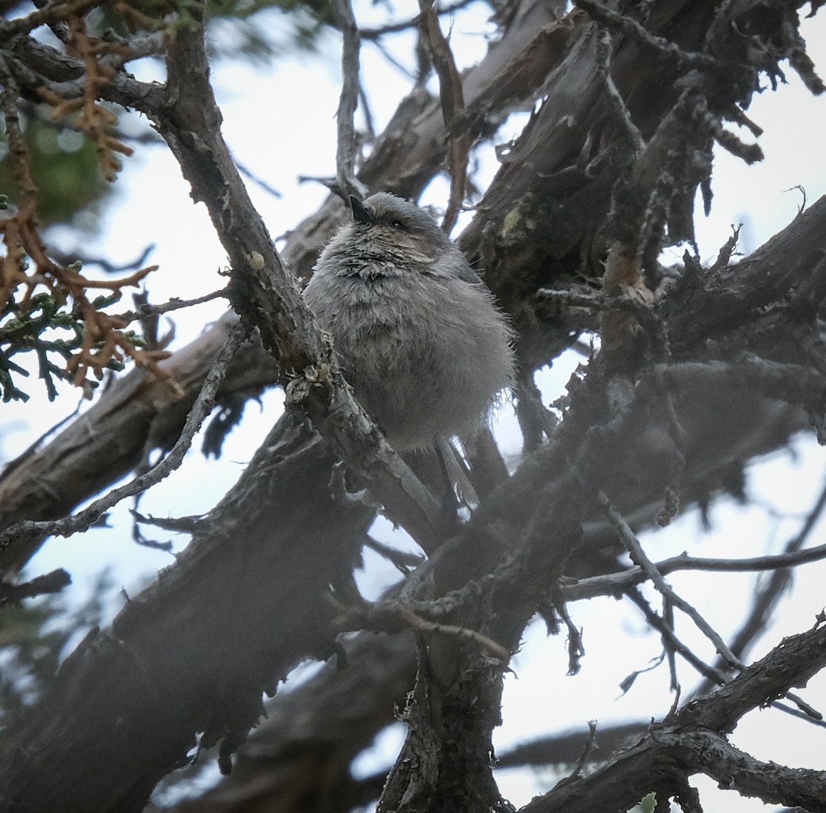 Bushtit - ML451971071