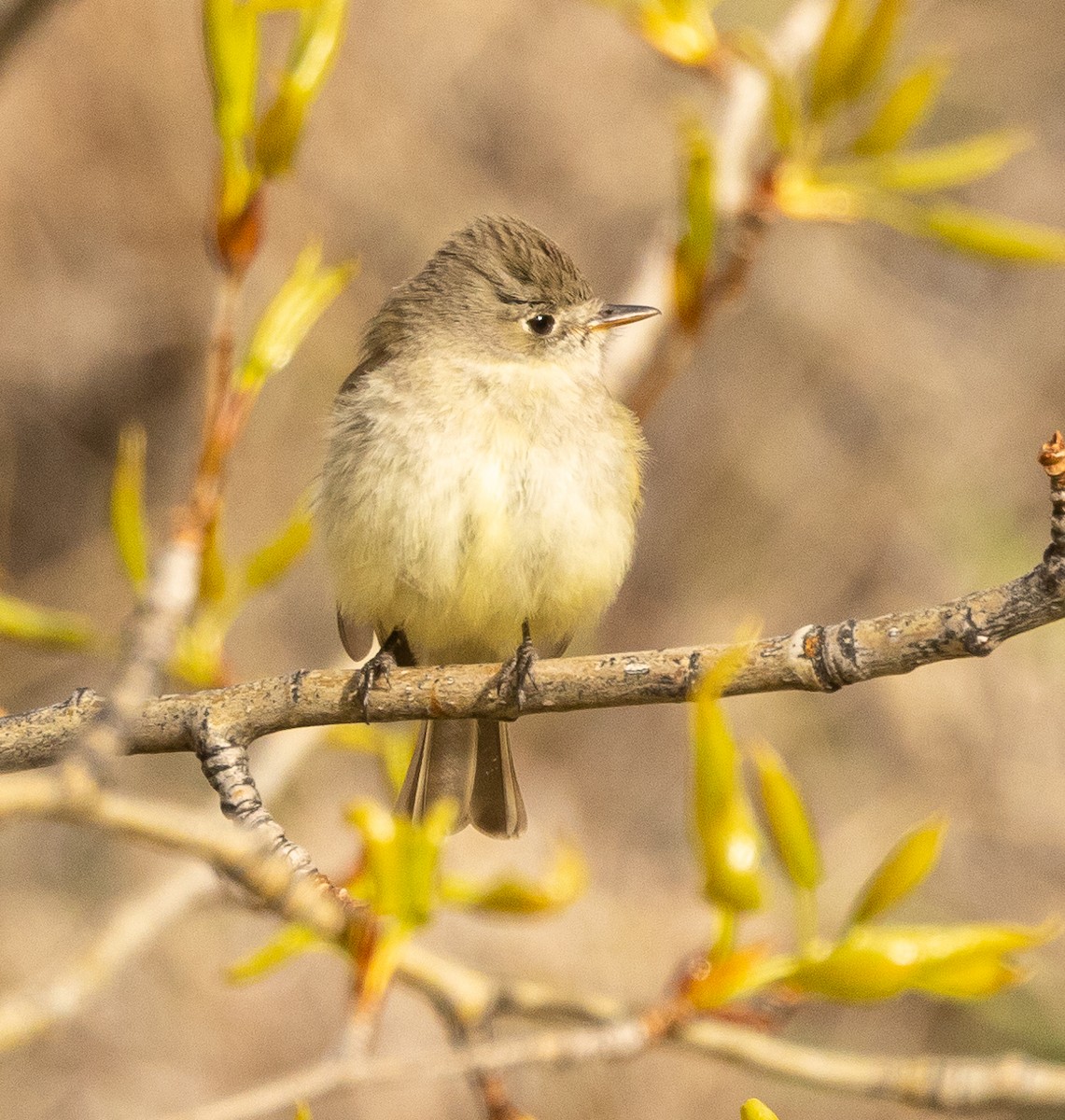 Dusky Flycatcher - ML451971921