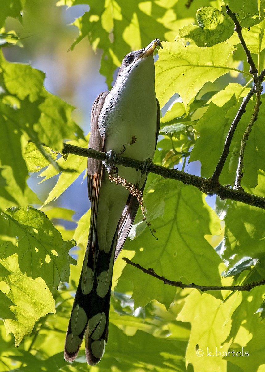 Yellow-billed Cuckoo - ML451971971