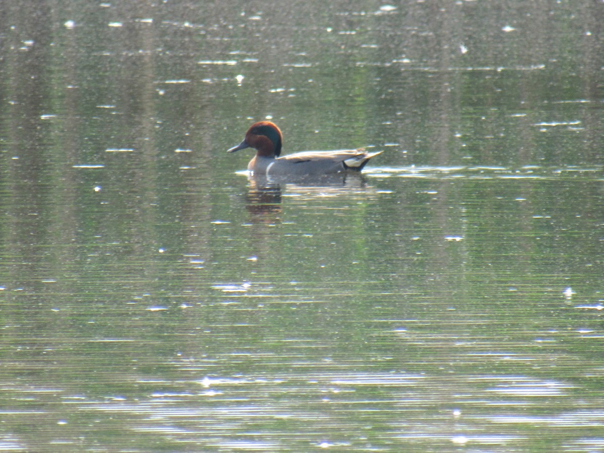 Green-winged Teal - ML451974651