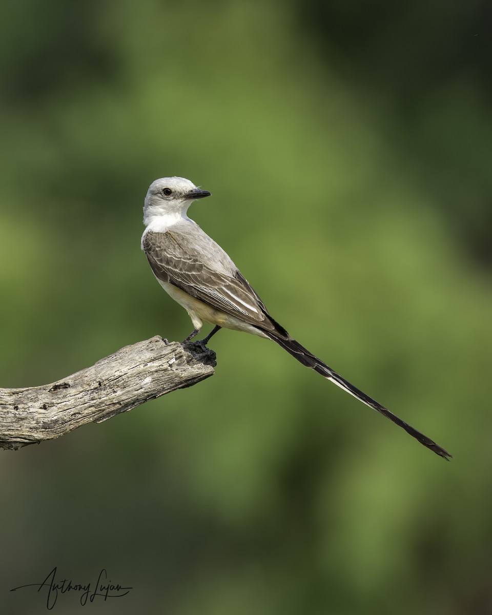 Scissor-tailed Flycatcher - ML451974931