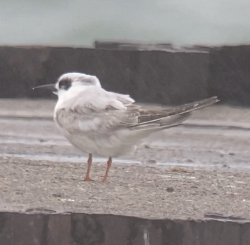 Forster's Tern - Joel Strong
