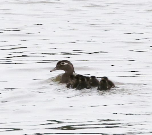 Wood Duck - ML451976431