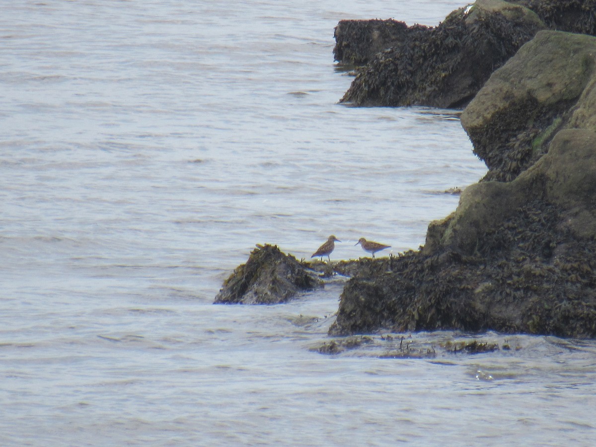 pygmésnipe - ML451976451