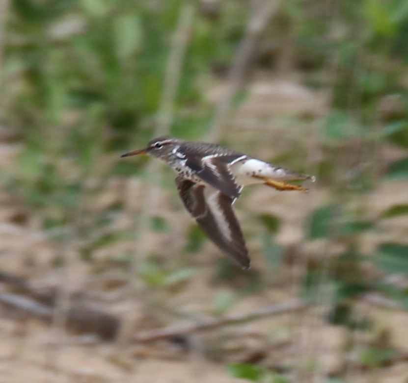 Spotted Sandpiper - ML451976821