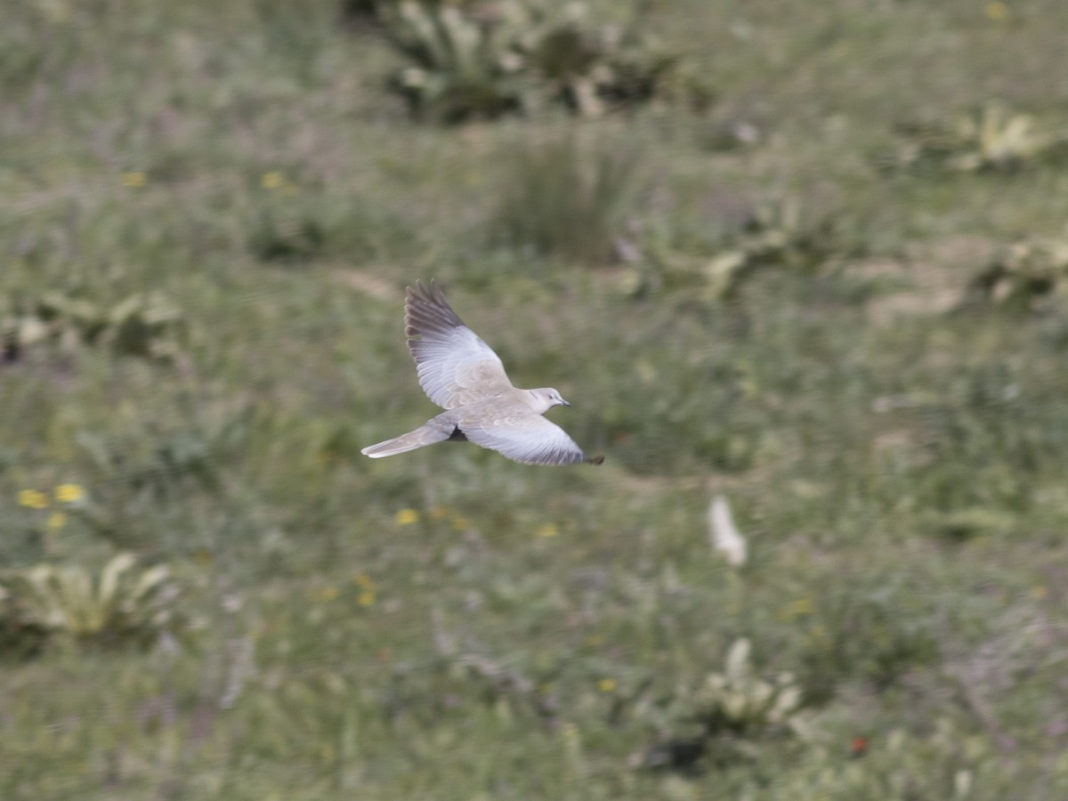 Eurasian Collared-Dove - ML451976901