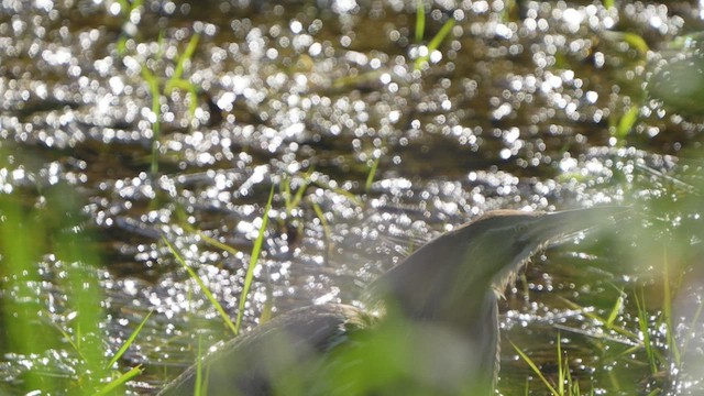 American Bittern - ML451976951