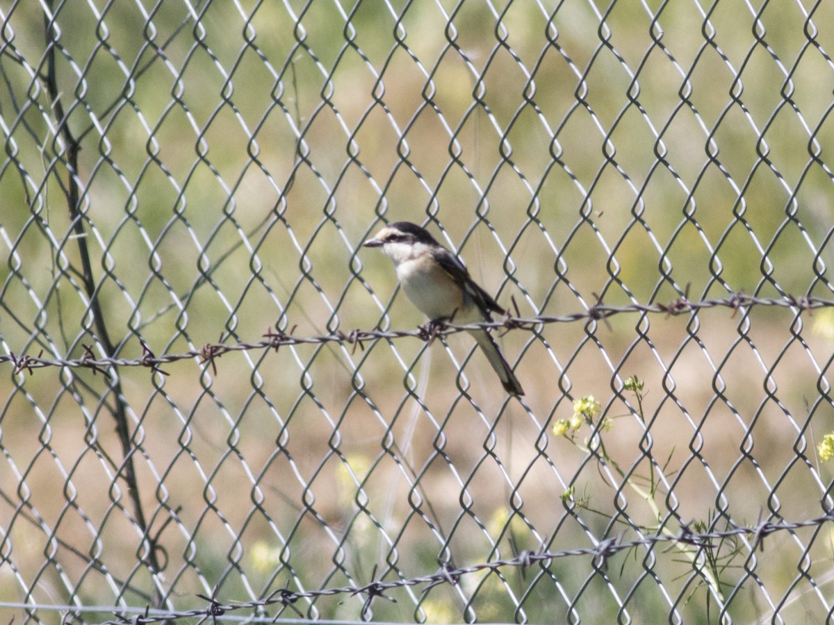 Masked Shrike - ML451977011