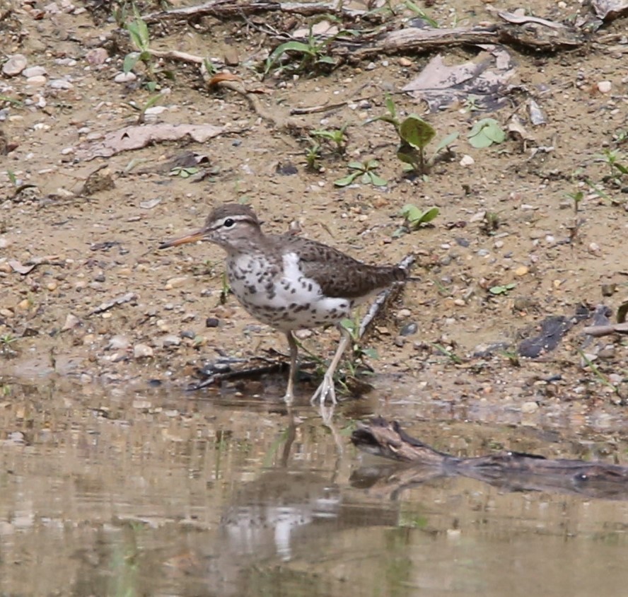 Spotted Sandpiper - Cathy Cox