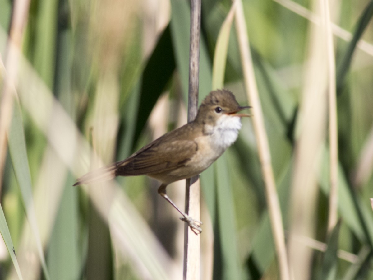 Common Reed Warbler - ML451977201