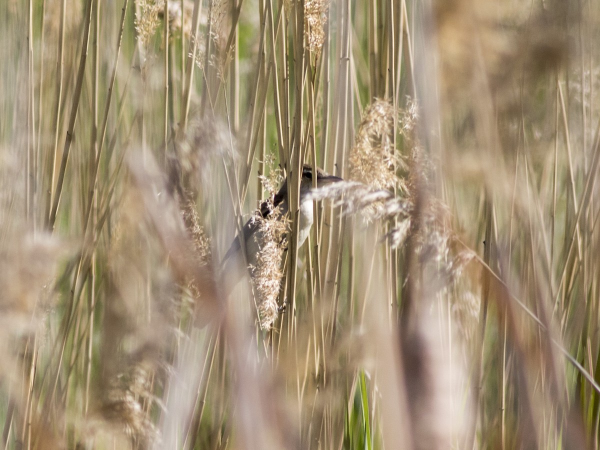 Great Reed Warbler - ML451977741