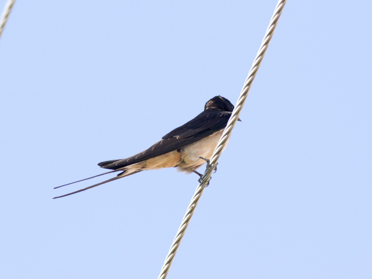 Barn Swallow - ML451977821