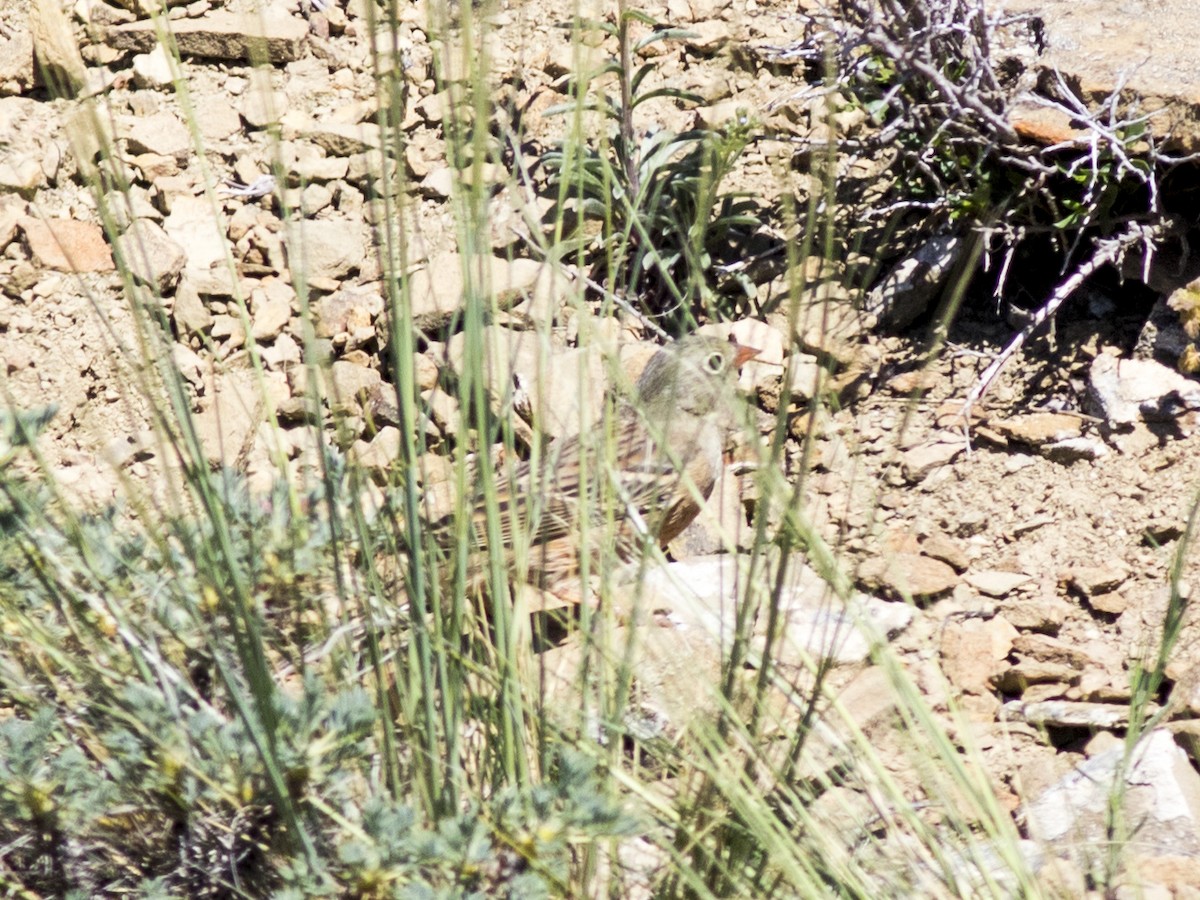 Ortolan Bunting - ML451978351