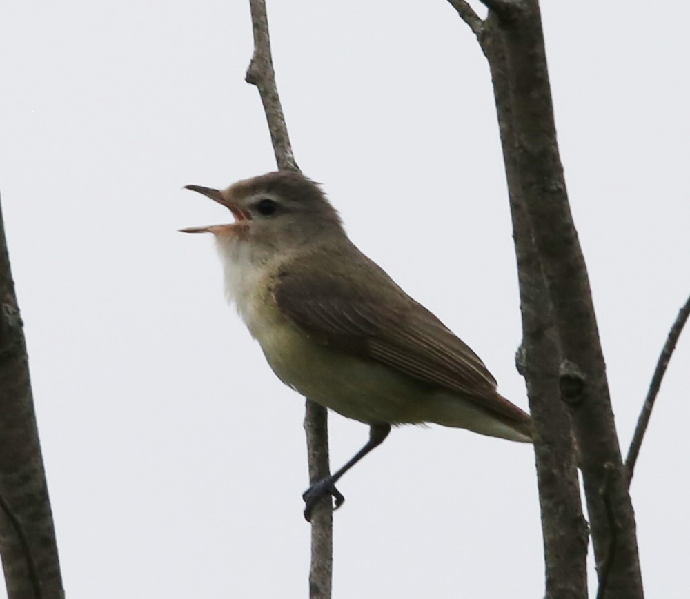 Warbling Vireo - Cathy Cox