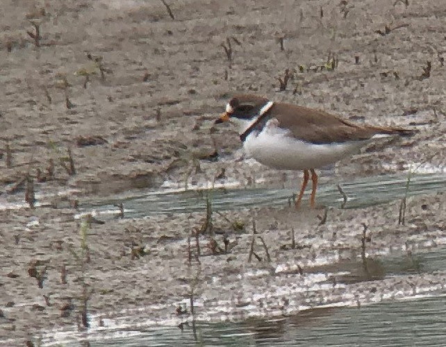 Semipalmated Plover - Jul Jenson