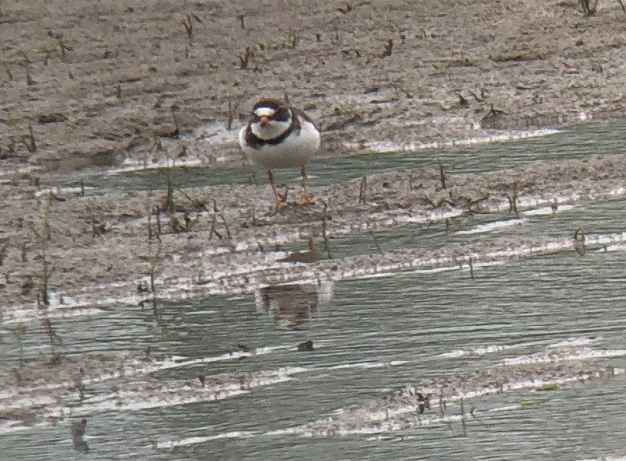 Semipalmated Plover - ML451978561